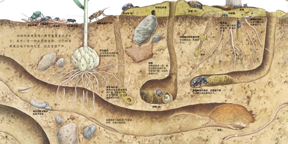地底下的动物 (09),绘本,绘本故事,绘本阅读,故事书,童书,图画书,课外阅读